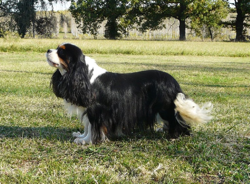 Eternal flame de l'Angelarde