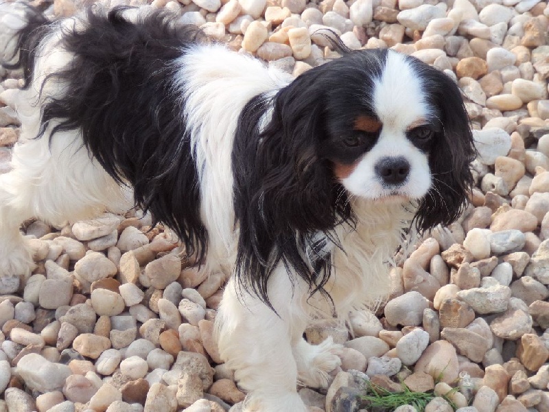 Haloween de l'Angelarde