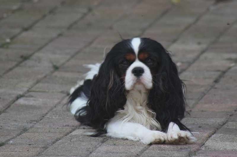 Jamiroquai de l'Angelarde