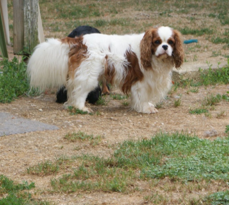 Jet set de l'Angelarde