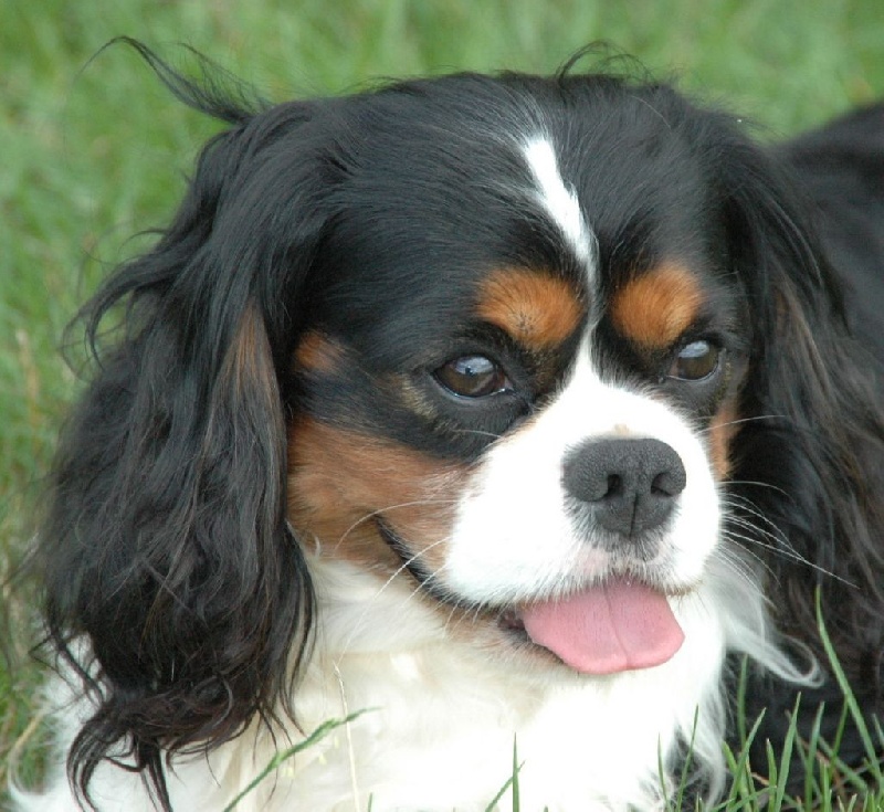 Elixir de l'Angelarde