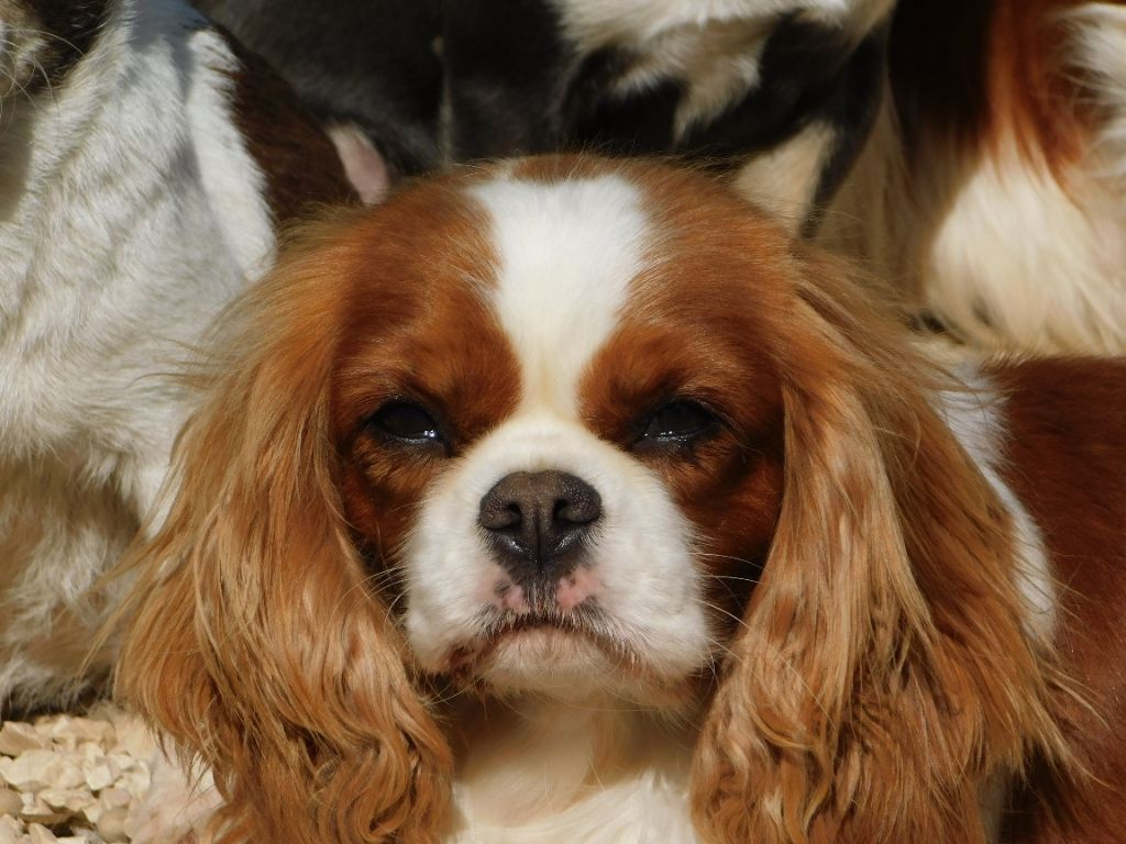 Jewel de l'Angelarde