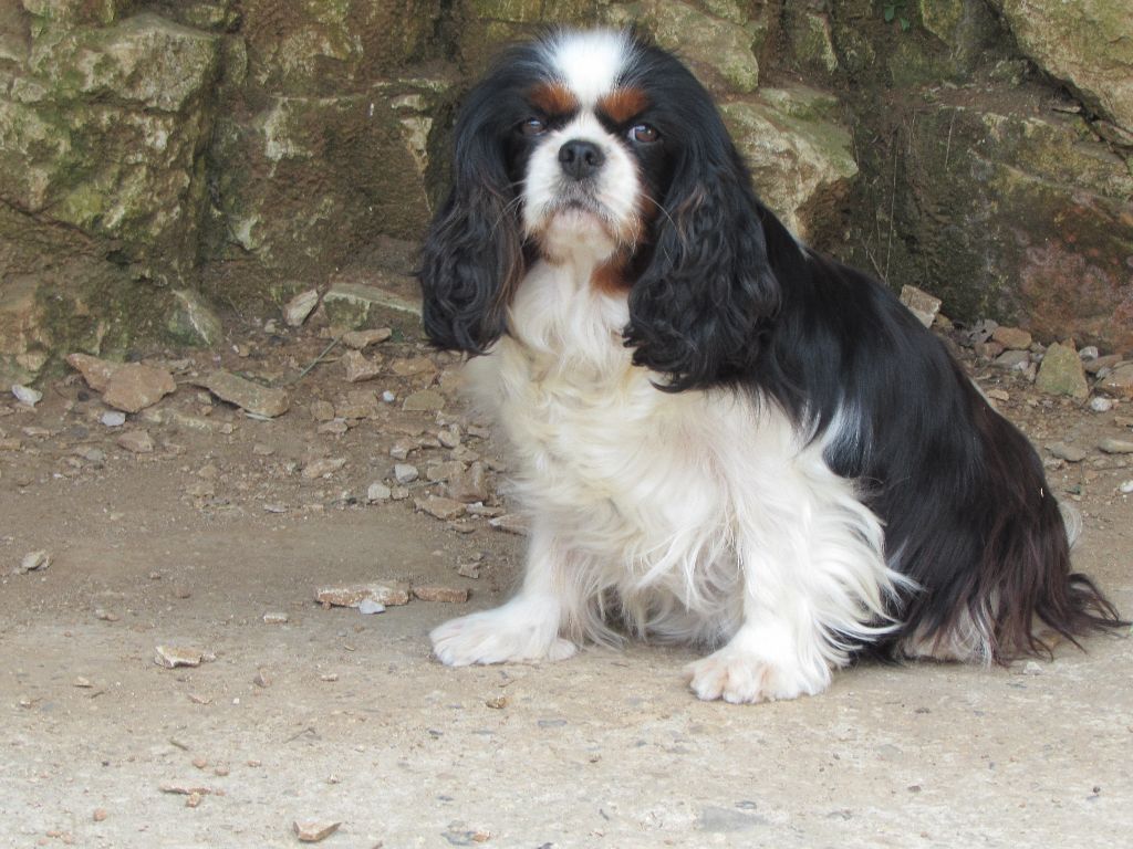 Iliade de l'Angelarde