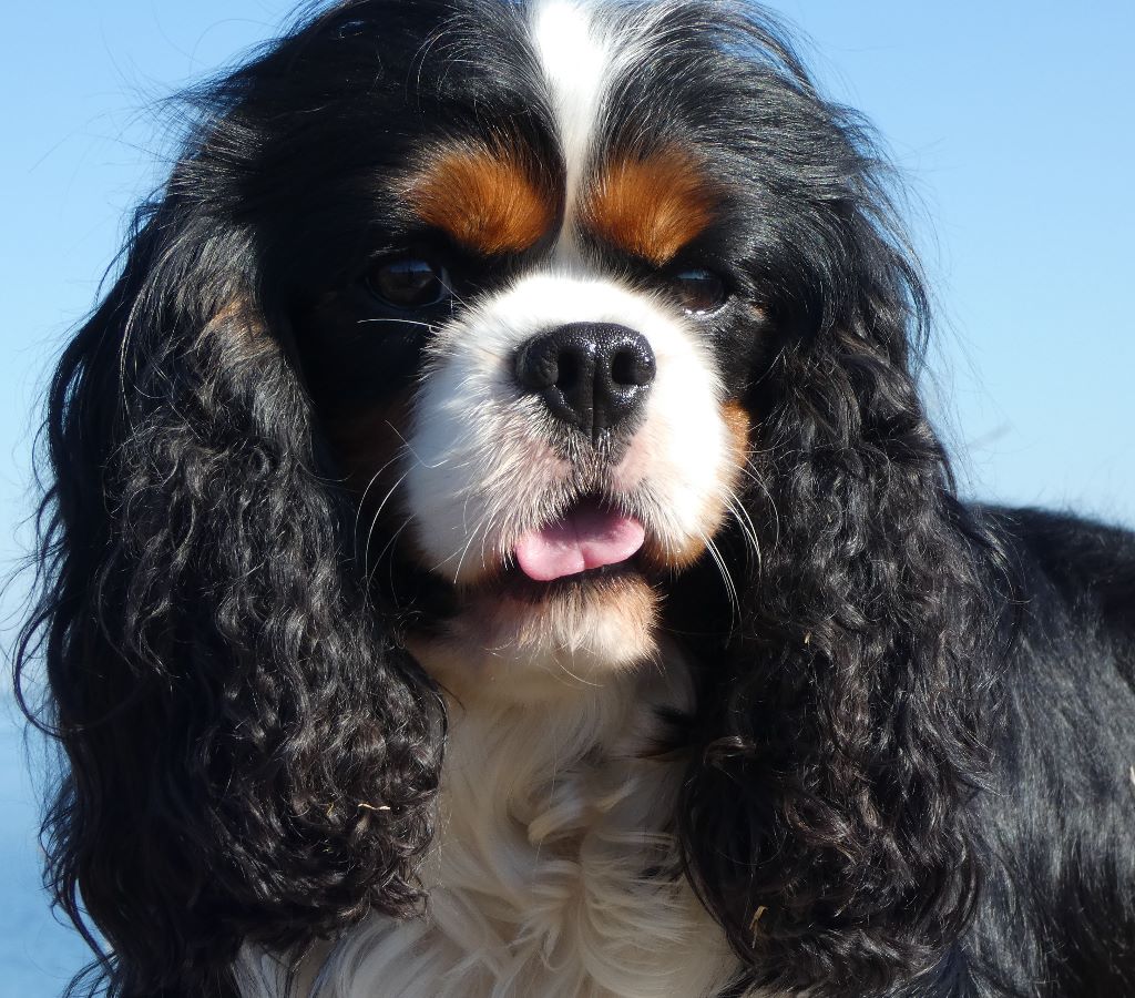 Lagardere de l'Angelarde