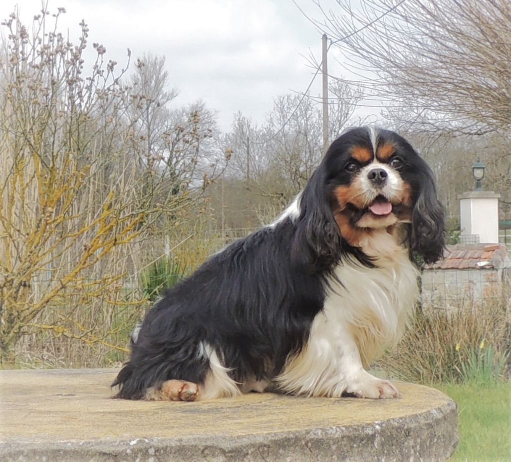 Jumper de l'Angelarde