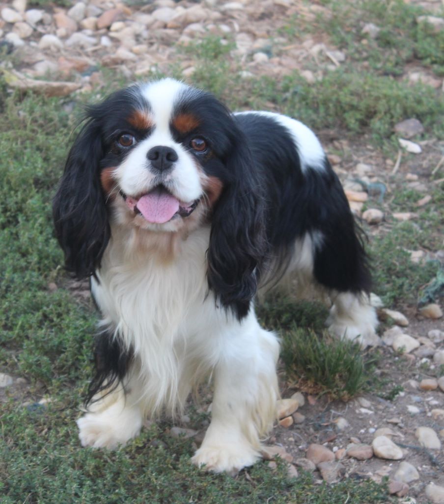 Jerry de l'Angelarde