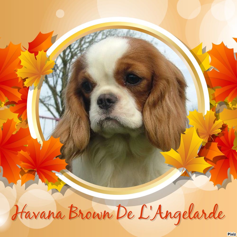 Havana brown de l'Angelarde