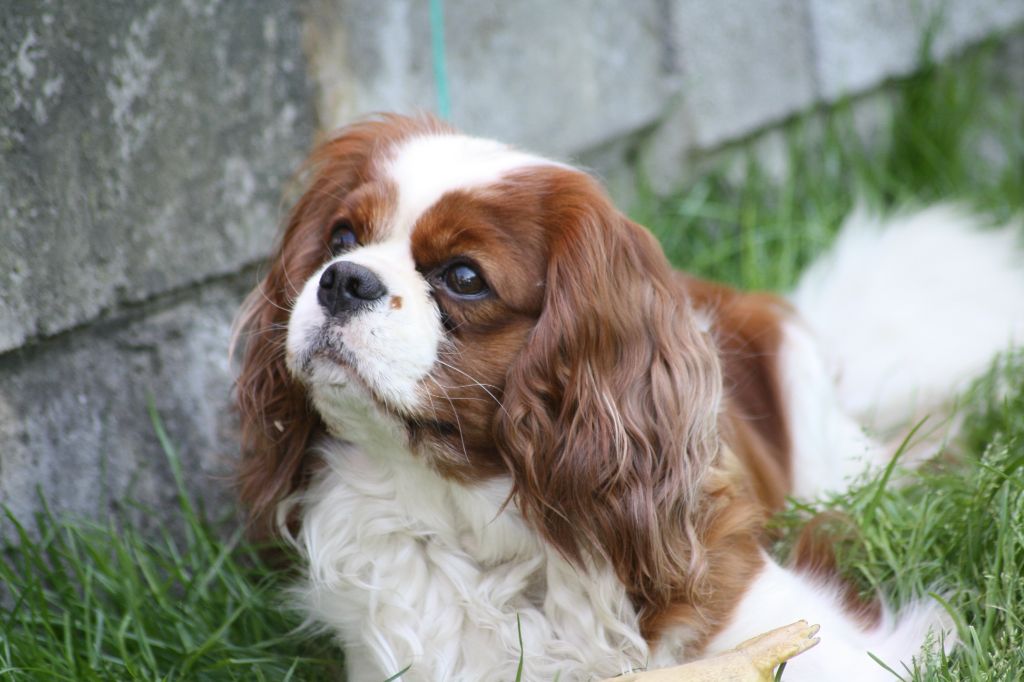 Jumanji de l'Angelarde