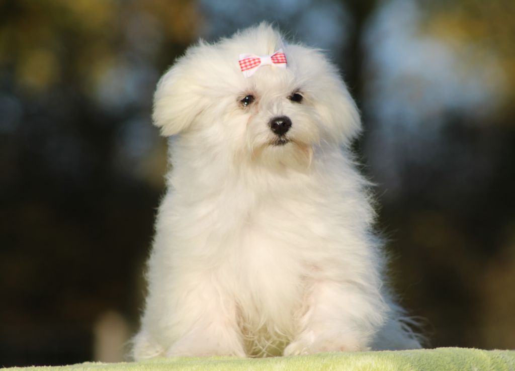 Stikine du Moulin de la Terrasse