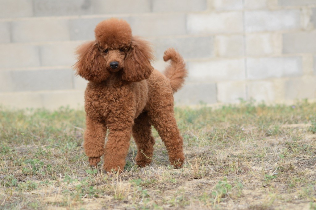 Ultime wild red poodle Del rey rakashi