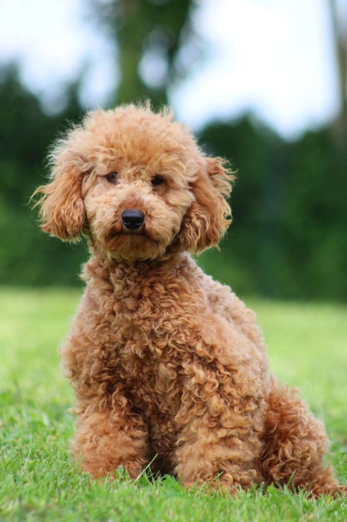 Sanguine du Moulin de la Terrasse