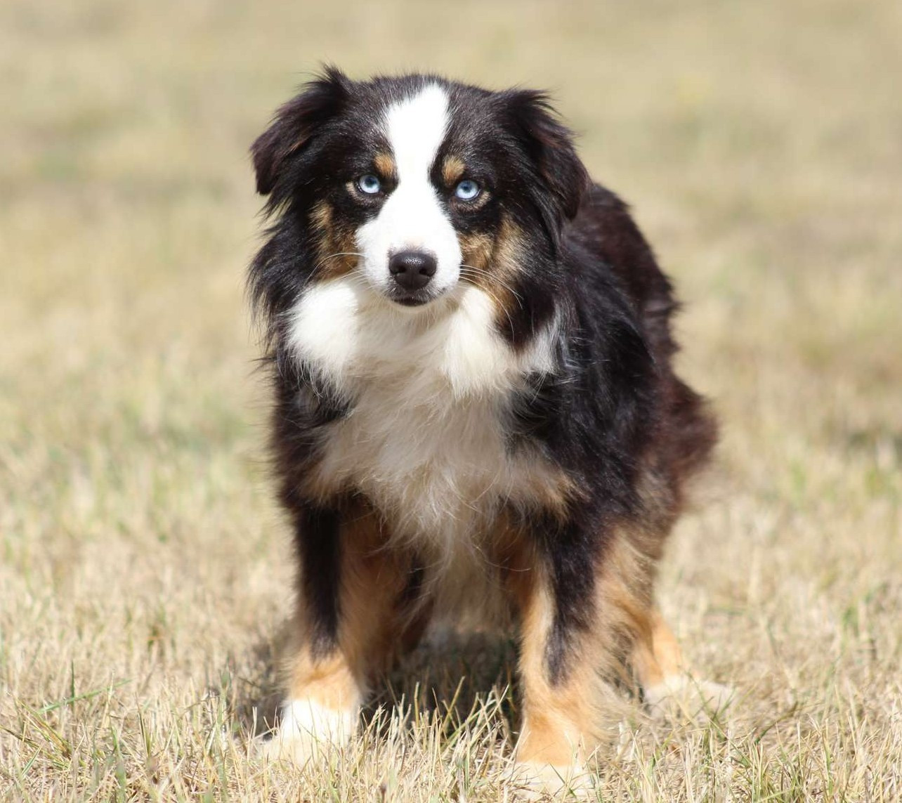 Ushuaia de l'Angelarde