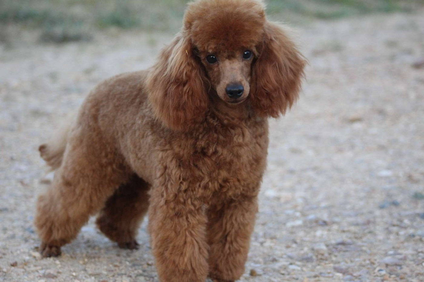 Vangel Arde Of Aveburry Queen