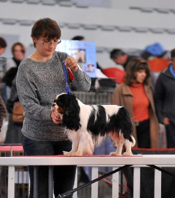 de l'Angelarde - Résultat Expo Poitiers...