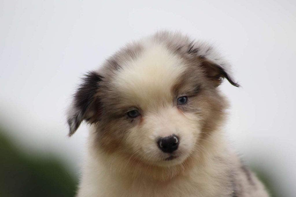 de l'Angelarde - Chiots disponibles - Berger Américain Miniature 