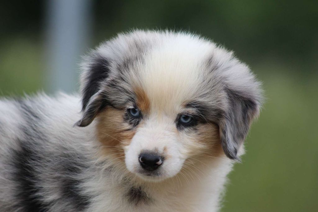 de l'Angelarde - Chiots disponibles - Berger Américain Miniature 