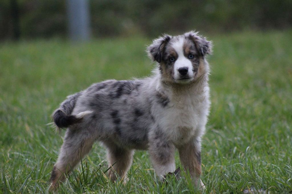 de l'Angelarde - Chiots disponibles - Berger Américain Miniature 