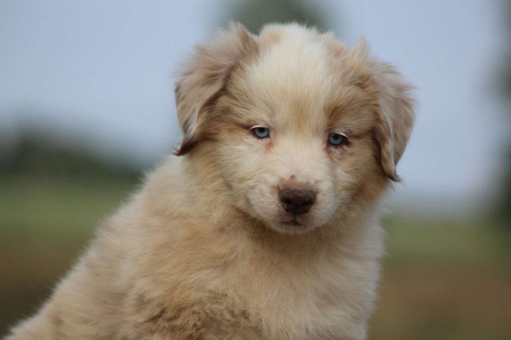 de l'Angelarde - Chiots disponibles - Berger Américain Miniature 