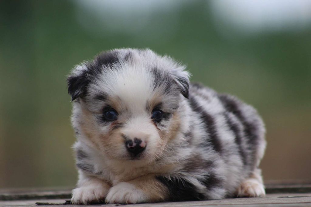 de l'Angelarde - Chiots disponibles - Berger Américain Miniature 