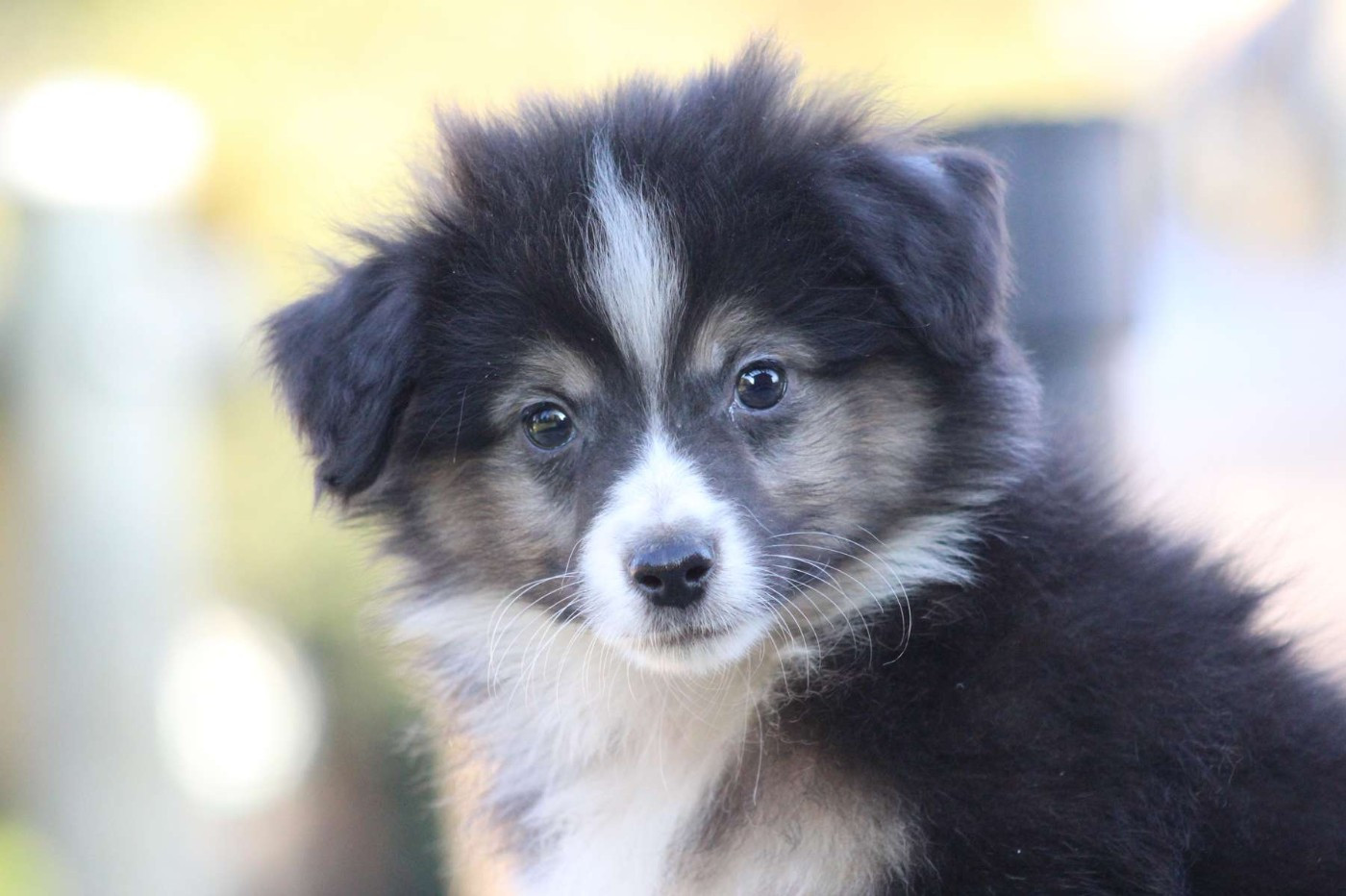 de l'Angelarde - Chiots disponibles - Berger Américain Miniature 