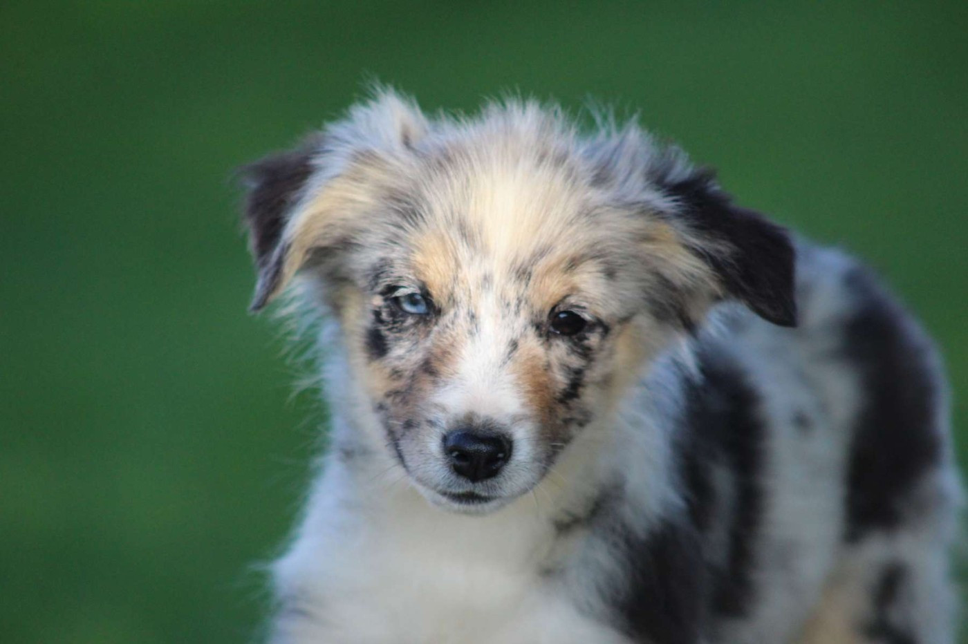 de l'Angelarde - Chiots disponibles - Berger Américain Miniature 