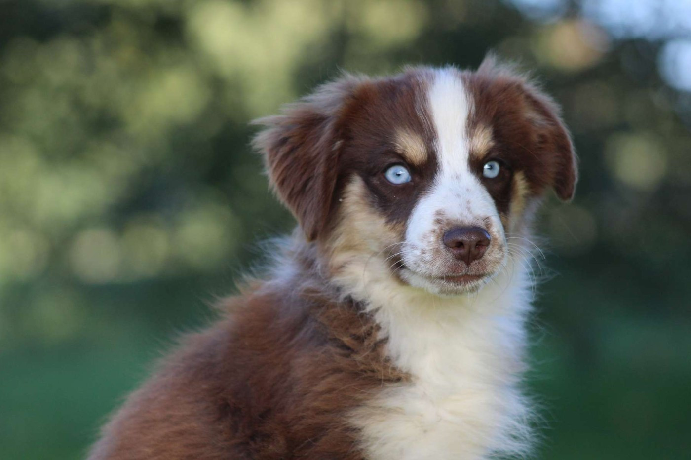 de l'Angelarde - Chiots disponibles - Berger Américain Miniature 
