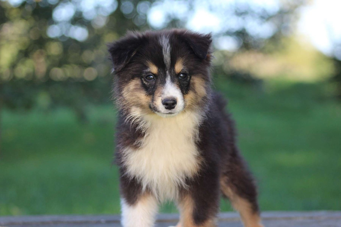 de l'Angelarde - Chiots disponibles - Berger Américain Miniature 