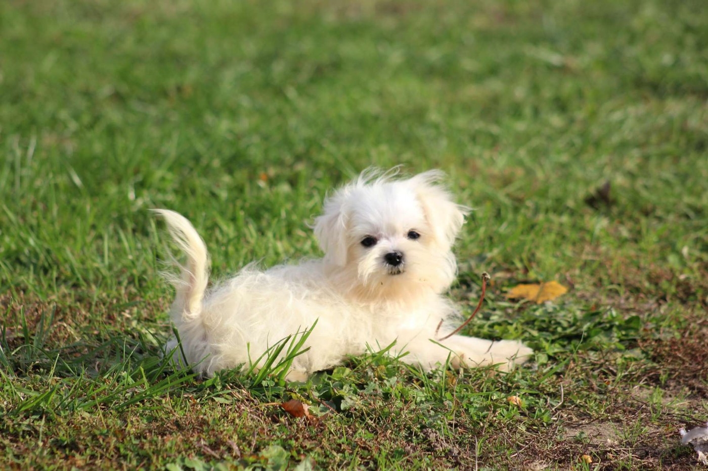 de l'Angelarde - Chiots disponibles - Bichon maltais