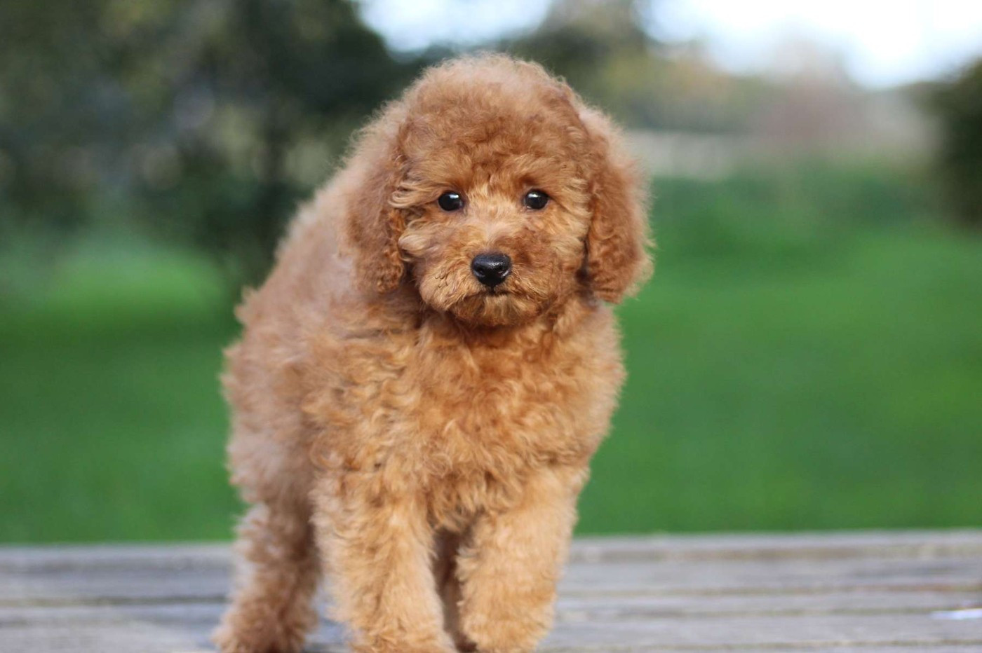 de l'Angelarde - Chiots disponibles - Caniche