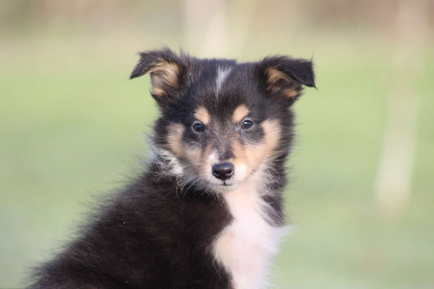 de l'Angelarde - Chiots disponibles - Shetland Sheepdog