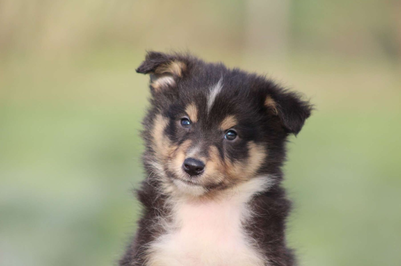 de l'Angelarde - Chiots disponibles - Shetland Sheepdog