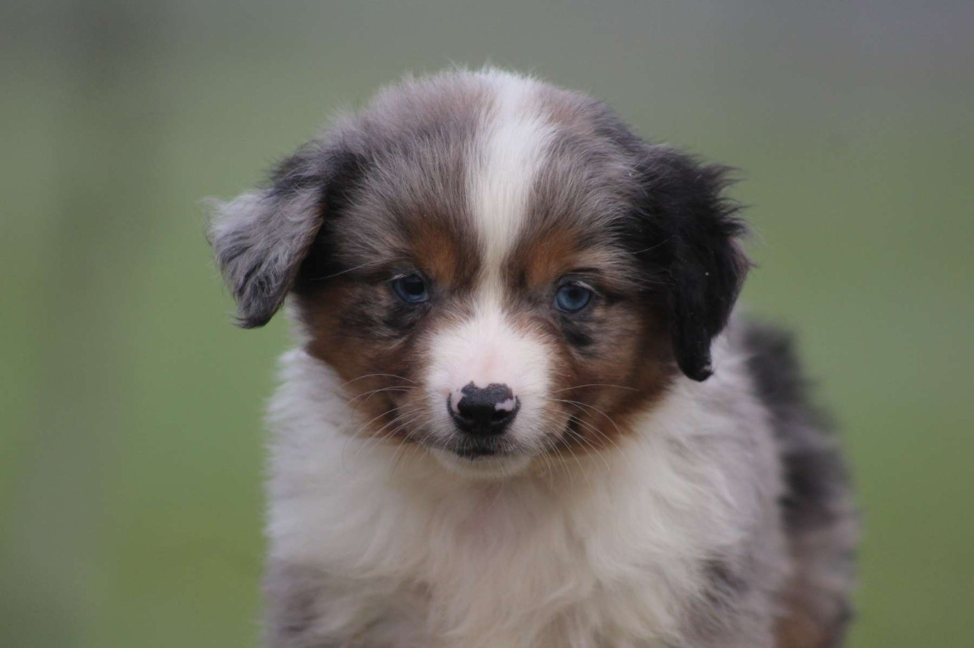 de l'Angelarde - Chiots disponibles - Berger Américain Miniature 