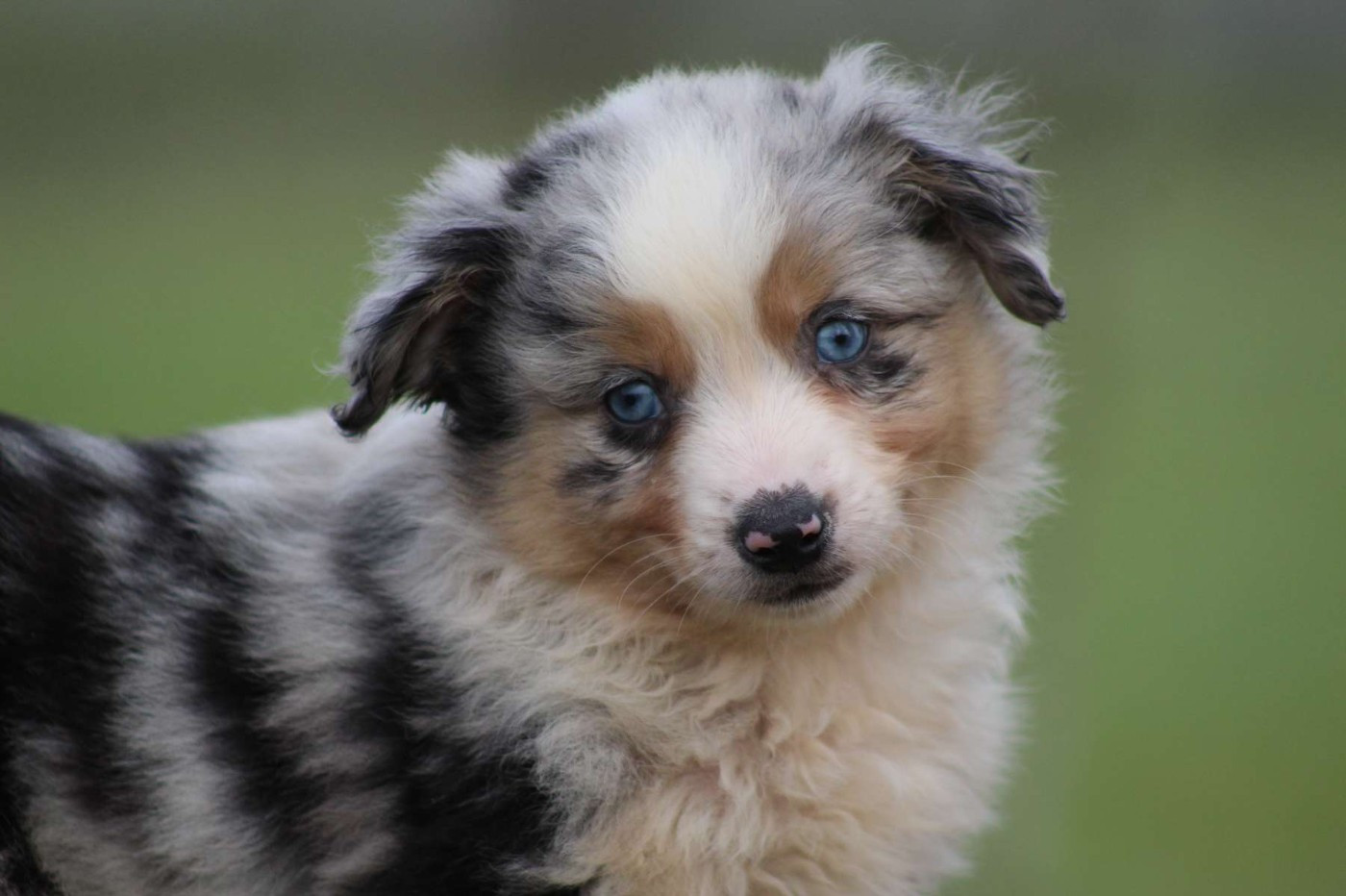 de l'Angelarde - Chiots disponibles - Berger Américain Miniature 