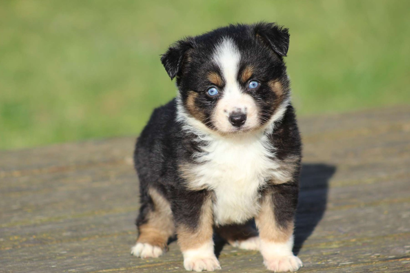 de l'Angelarde - Chiots disponibles - Berger Américain Miniature 