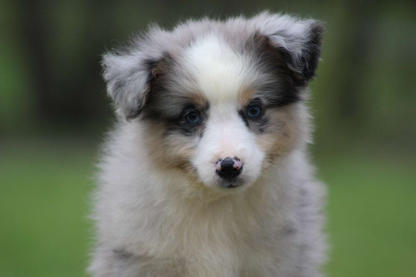 de l'Angelarde - Chiots disponibles - Berger Américain Miniature 