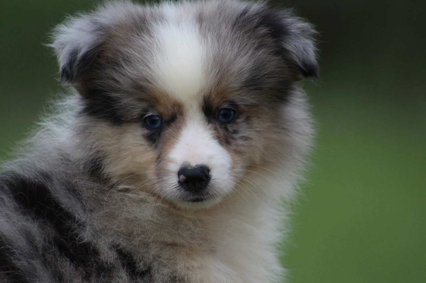 de l'Angelarde - Chiots disponibles - Berger Américain Miniature 