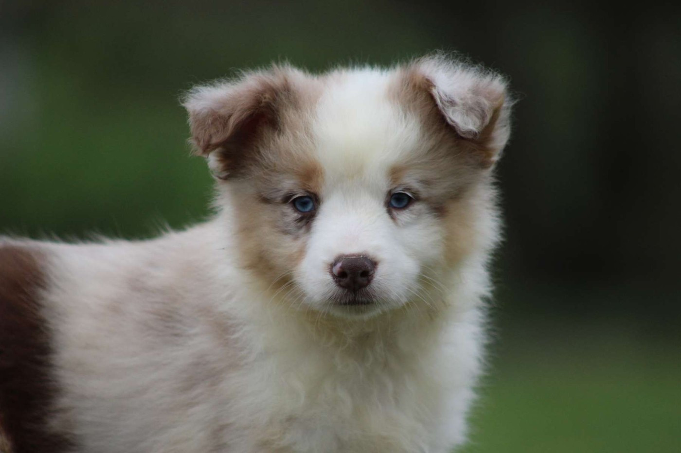 de l'Angelarde - Chiots disponibles - Berger Américain Miniature 