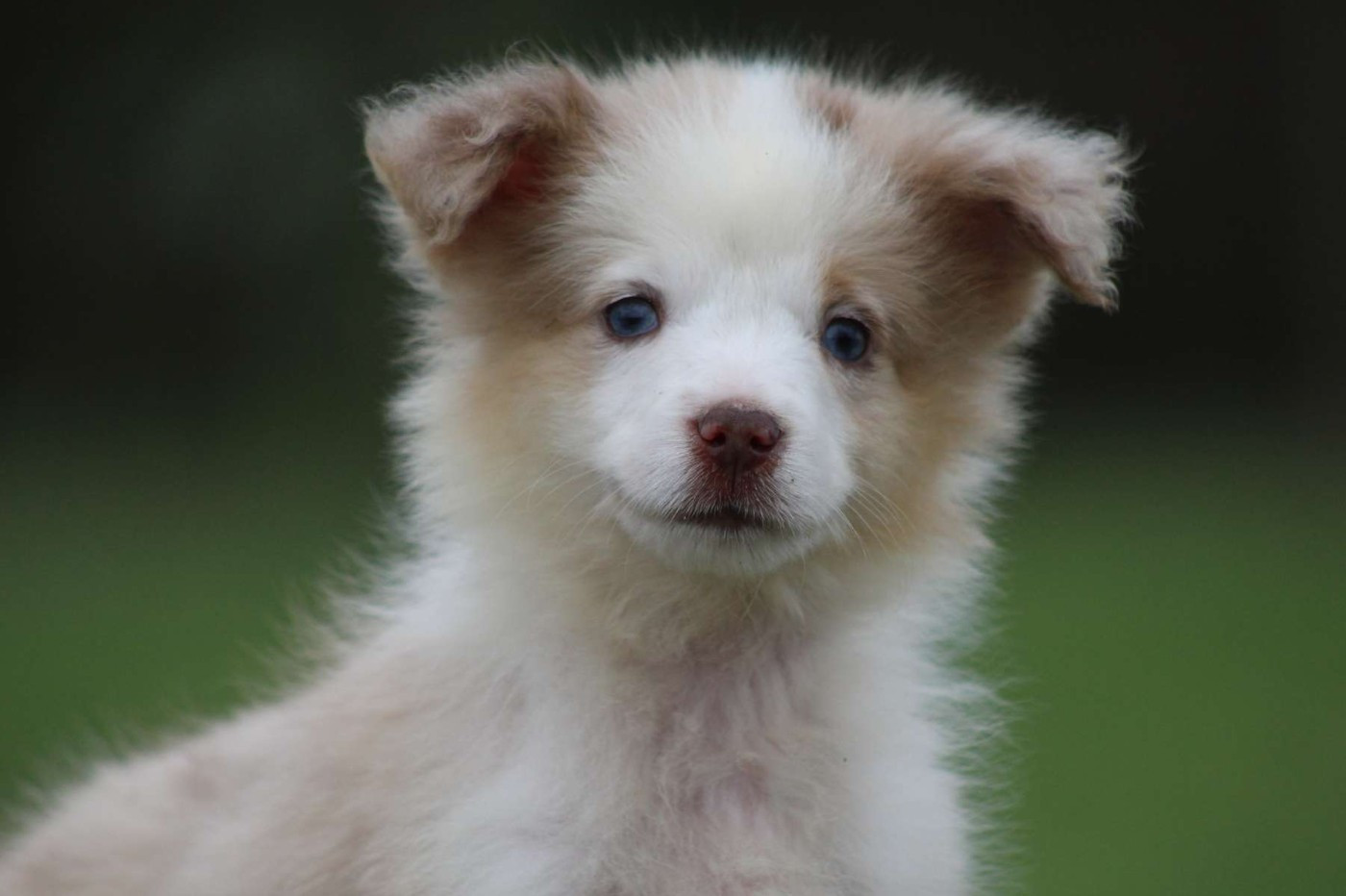 de l'Angelarde - Chiots disponibles - Berger Américain Miniature 