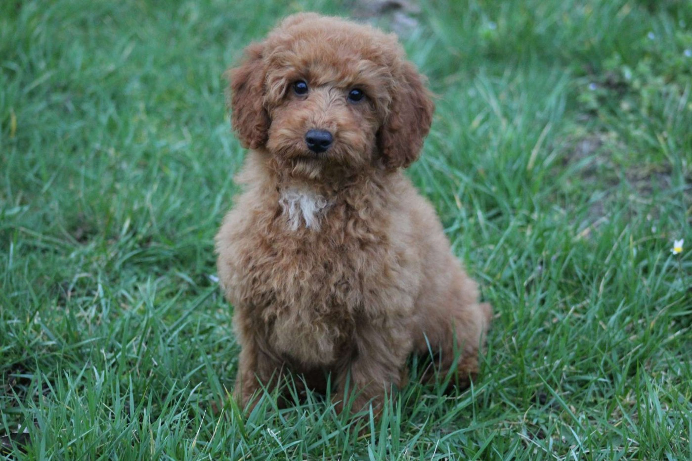 de l'Angelarde - Chiots disponibles - Caniche