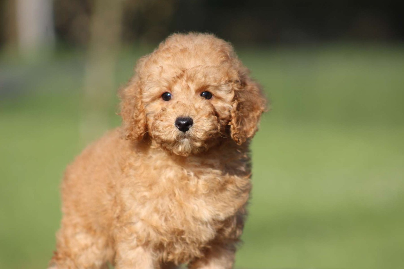 de l'Angelarde - Chiots disponibles - Caniche