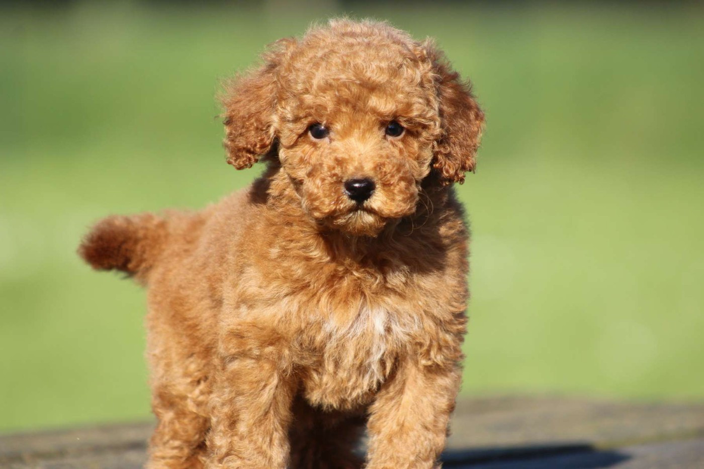 de l'Angelarde - Chiots disponibles - Caniche