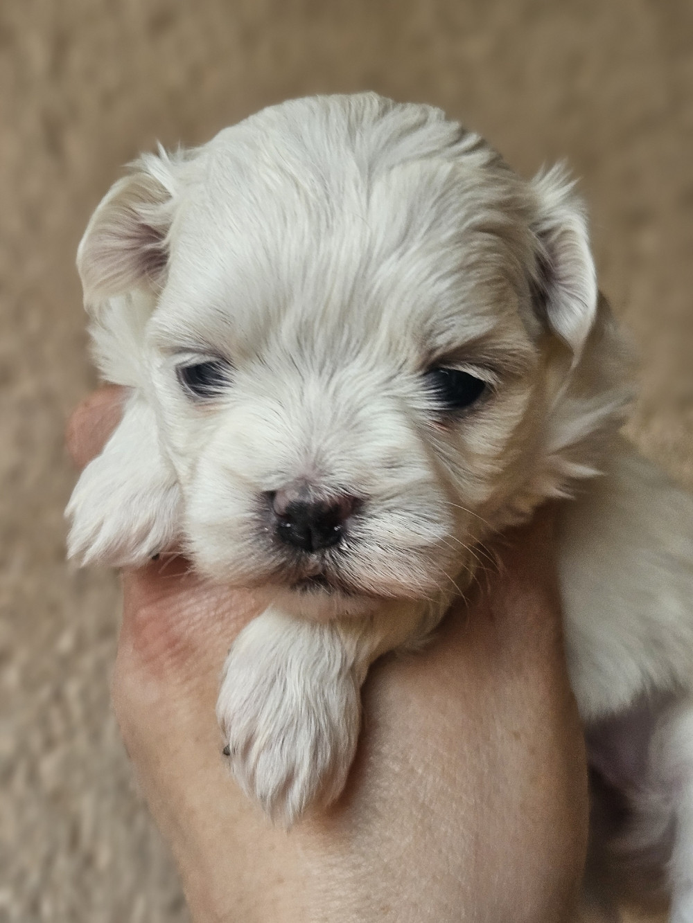 de l'Angelarde - Chiots disponibles - Bichon maltais