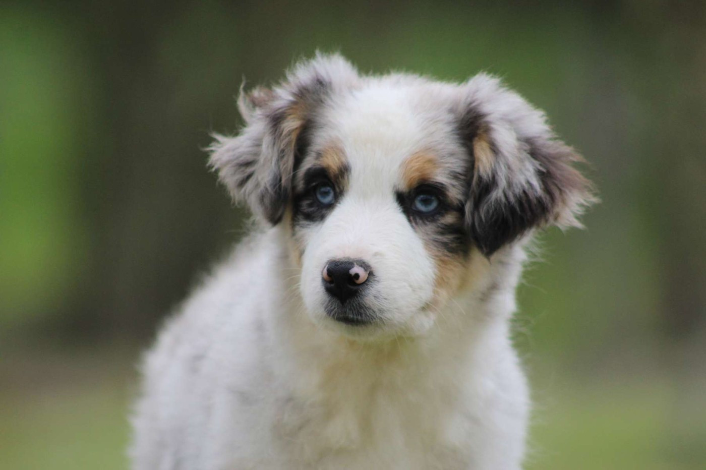 de l'Angelarde - Chiots disponibles - Berger Américain Miniature 