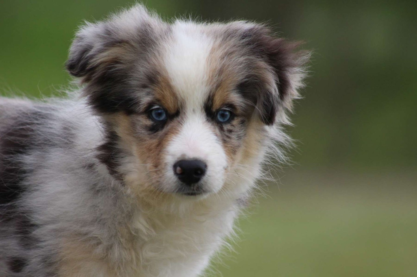 de l'Angelarde - Chiots disponibles - Berger Américain Miniature 