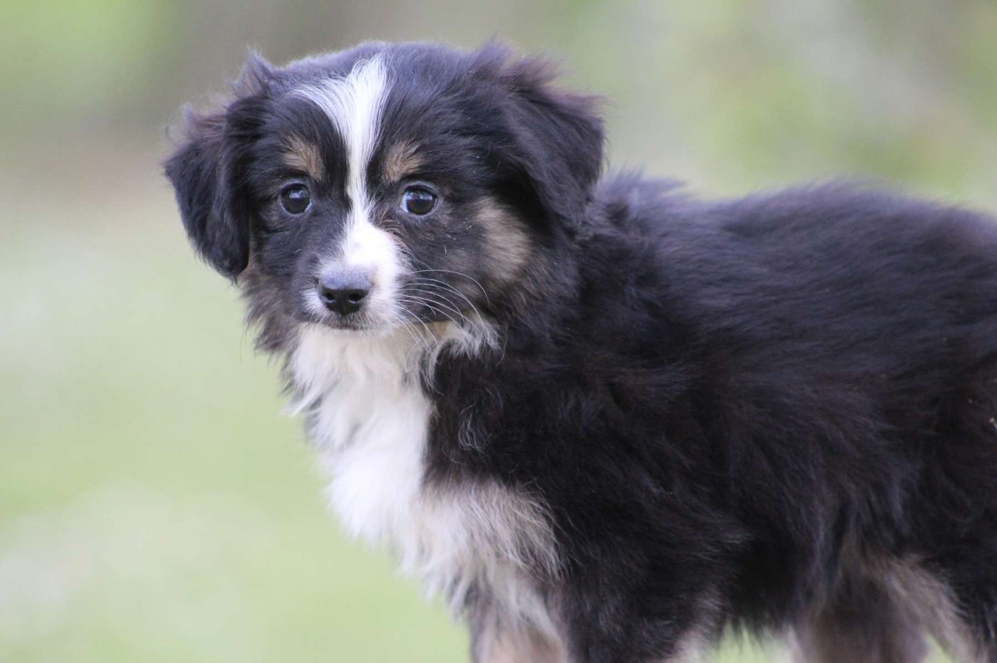 de l'Angelarde - Chiots disponibles - Berger Américain Miniature 