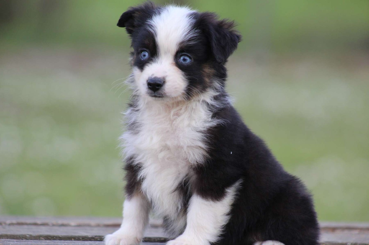 de l'Angelarde - Chiots disponibles - Berger Américain Miniature 