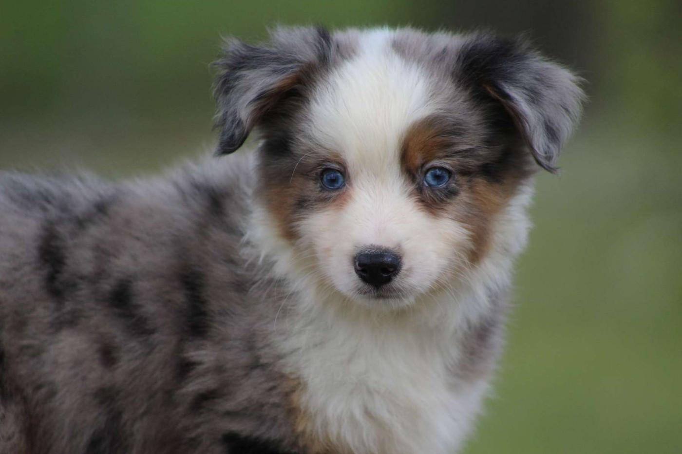 de l'Angelarde - Chiots disponibles - Berger Américain Miniature 