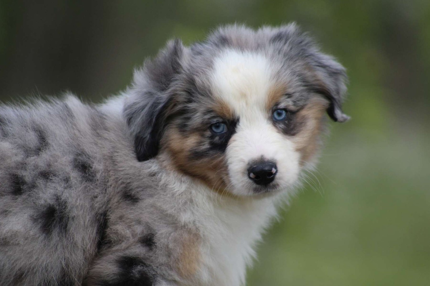 de l'Angelarde - Chiots disponibles - Berger Américain Miniature 