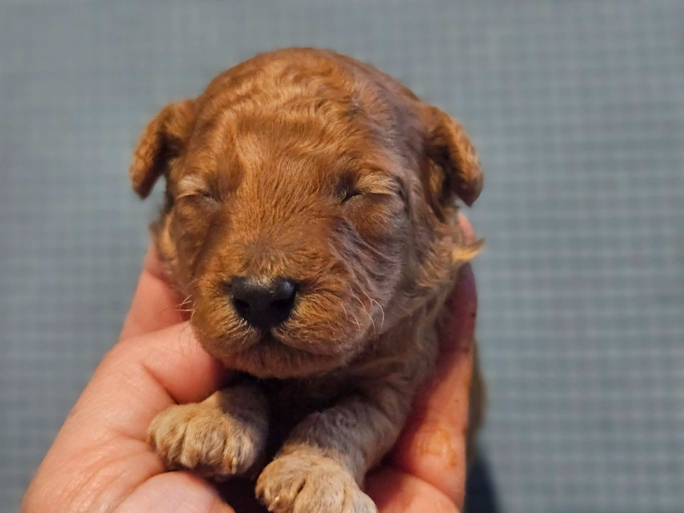 de l'Angelarde - Chiots disponibles - Caniche