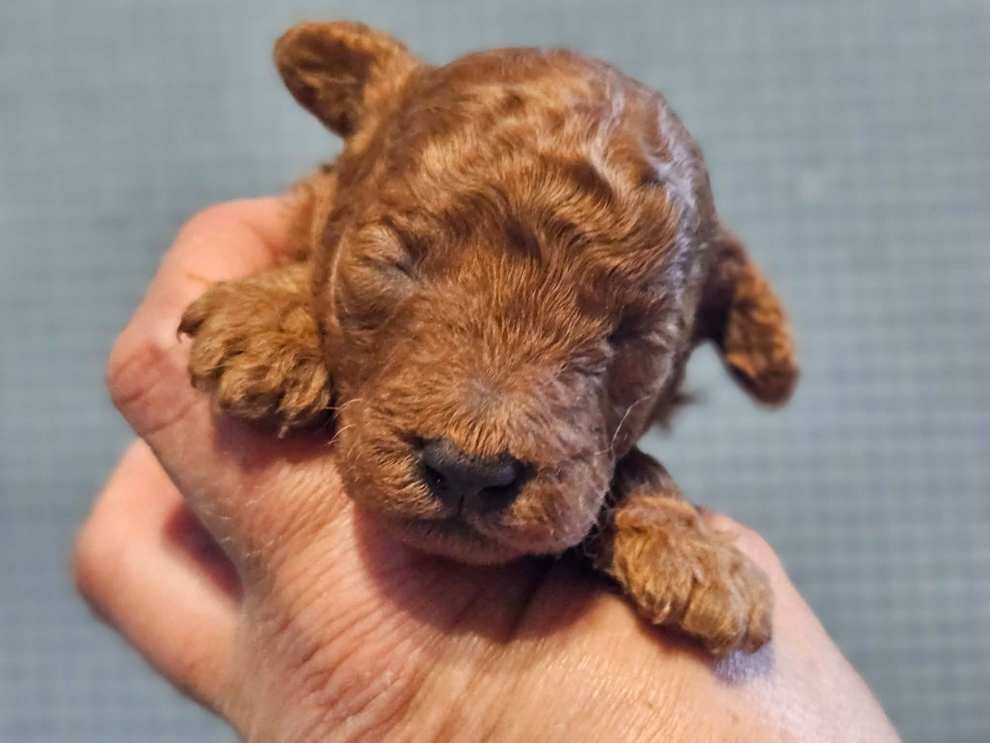 de l'Angelarde - Chiots disponibles - Caniche